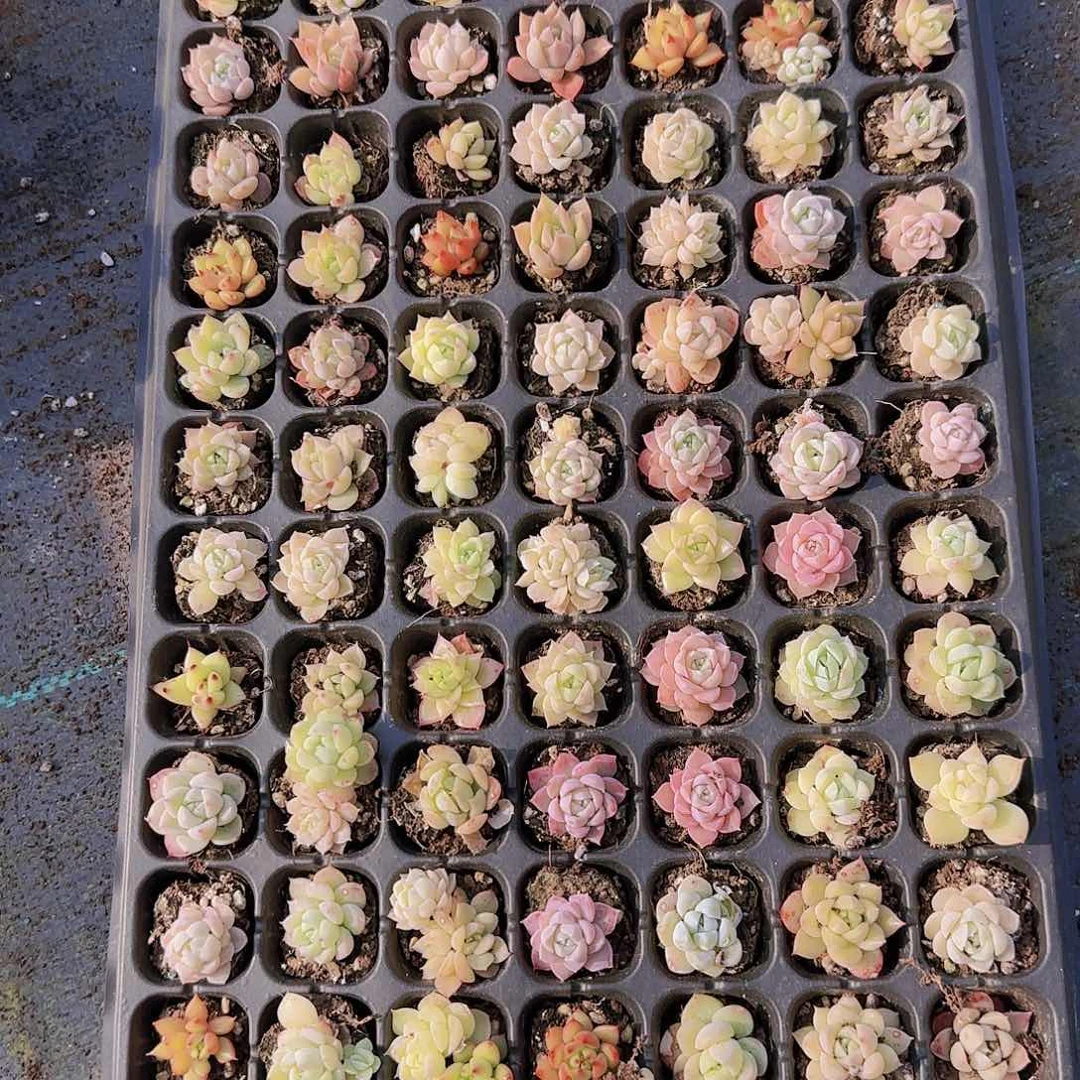 直播一物一拍多肉82