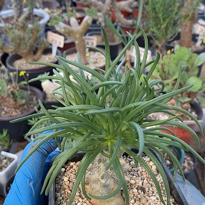 514钟馗一一一一一一一