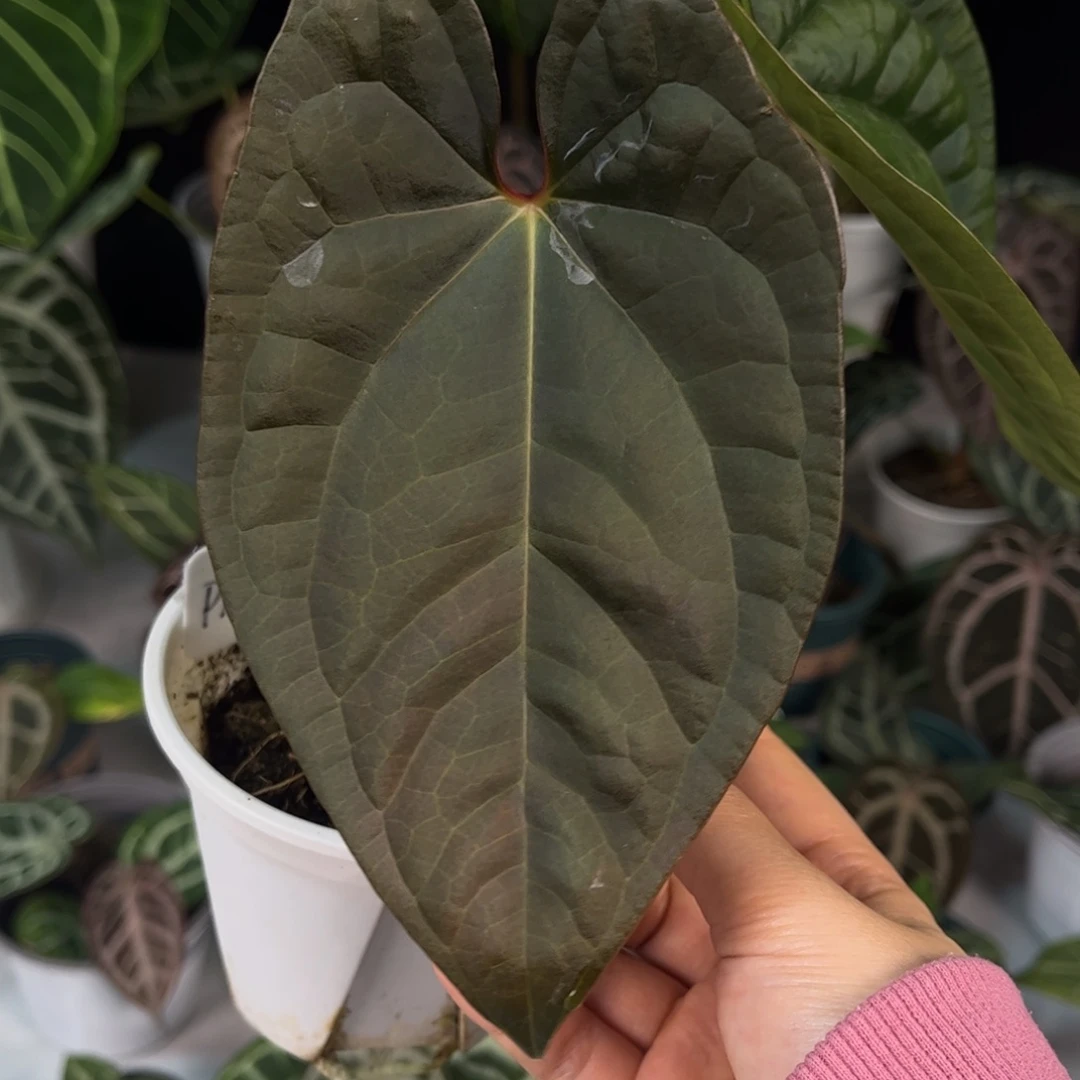 无花朵奢华杂2244