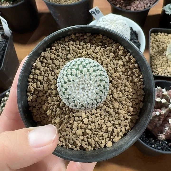 福利精巧殿仙人球123