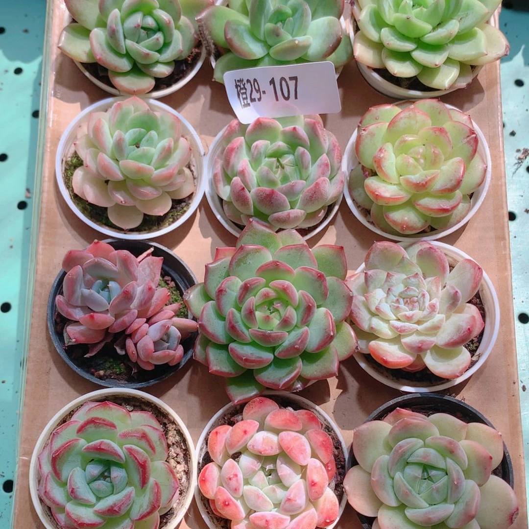 29-107一物一拍多肉带盆18颗