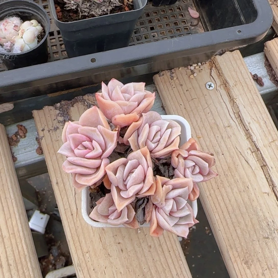 可爱玫瑰7头老装w k