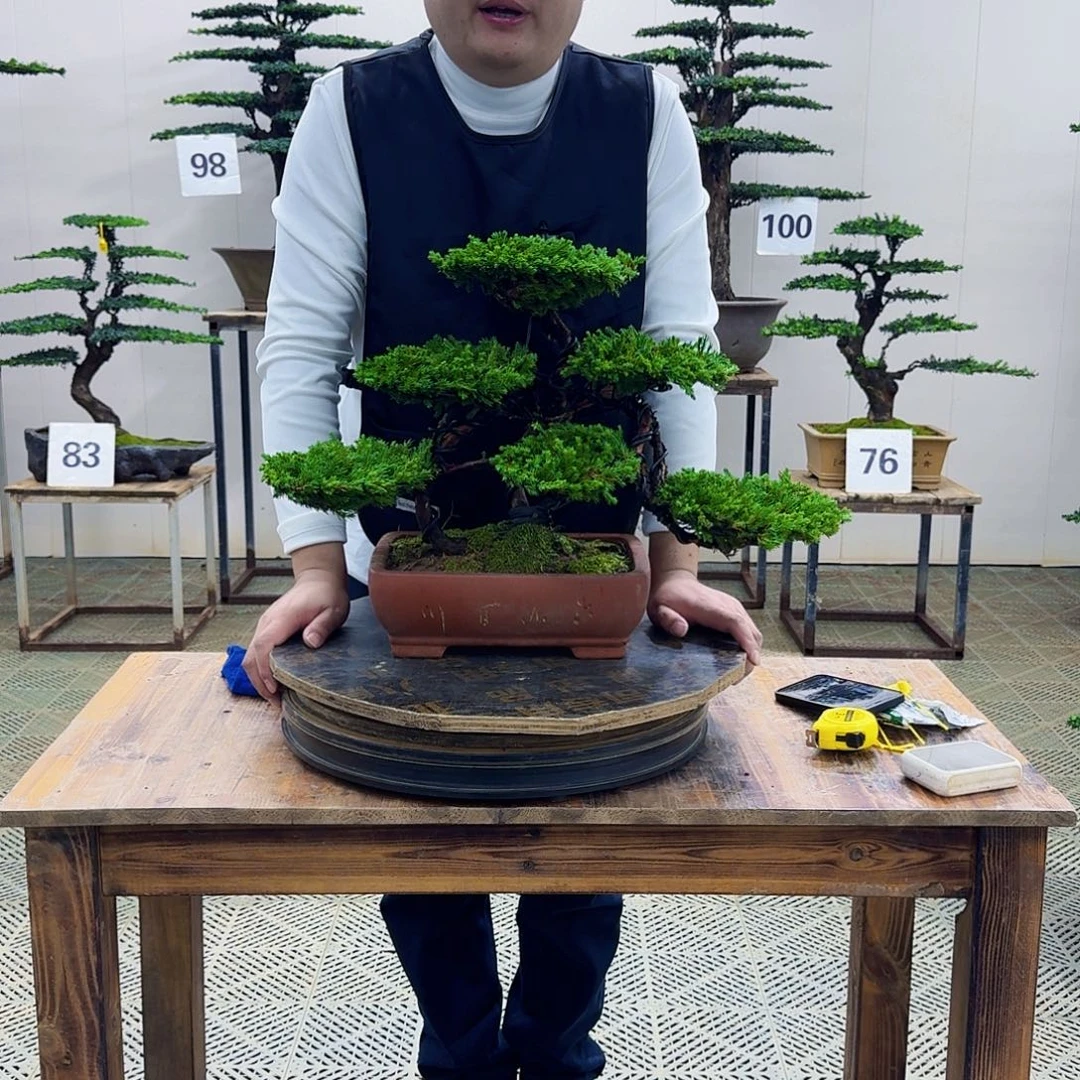 无花朵柏树造型盆景