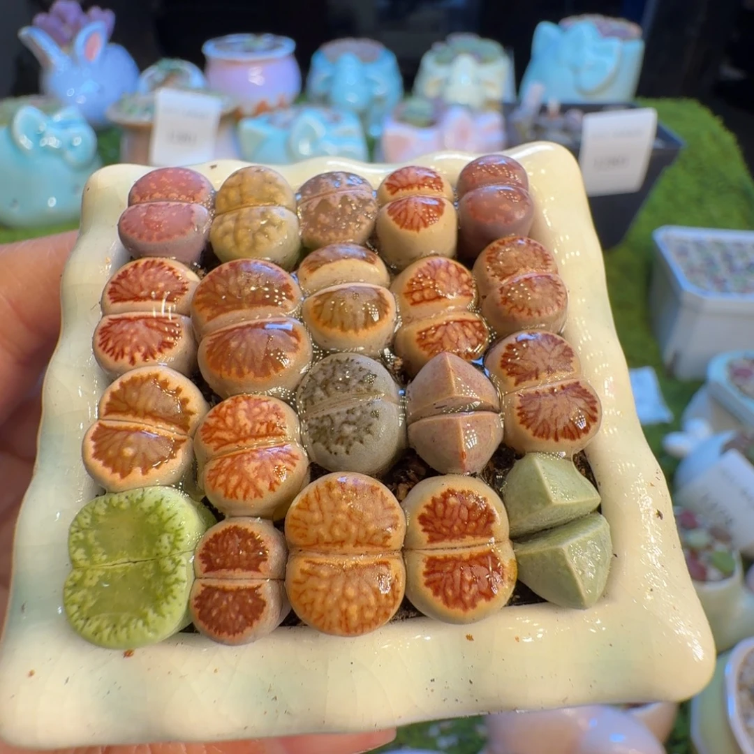 多肉植物福利冲1311