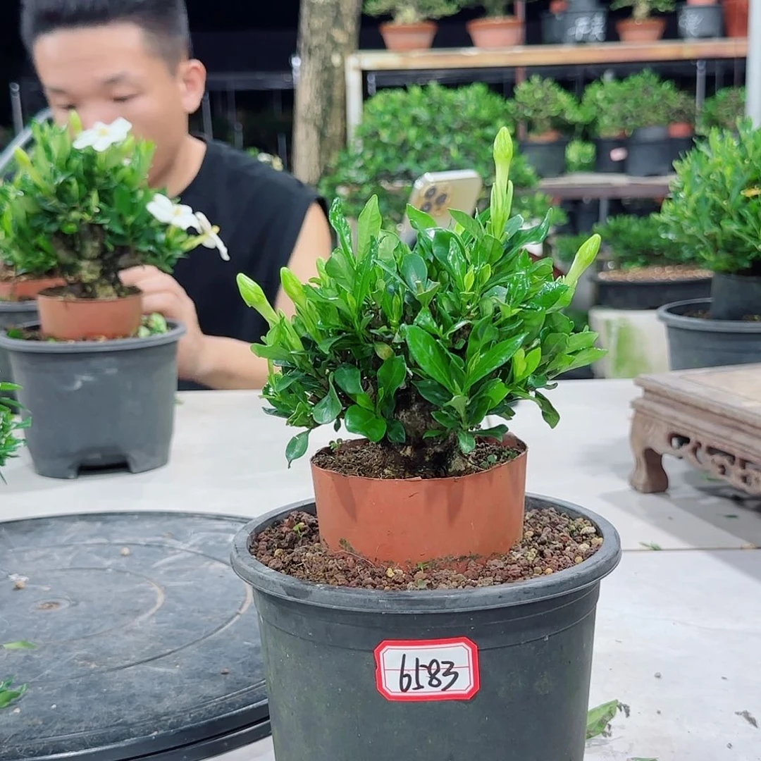 当前无花朵，栽培后可花朵拿****冰