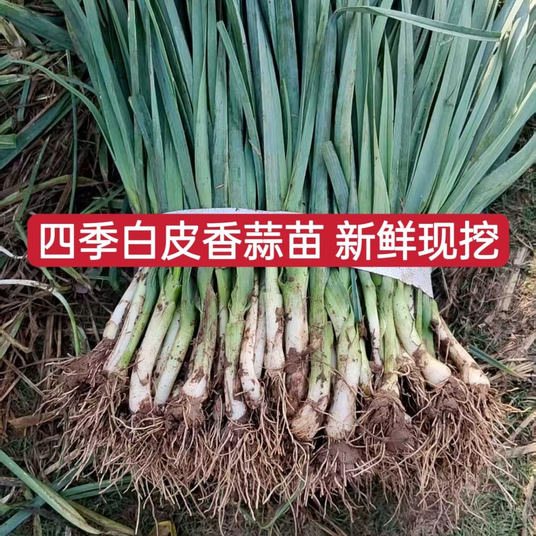 四季大蒜苗白皮蒜青蒜新鲜现挖蒜苗非紫皮大蒜白根嫩香蒜当季蔬菜