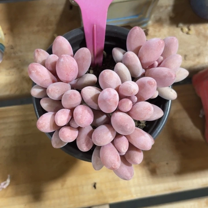 阿*云尘多肉一物一拍822