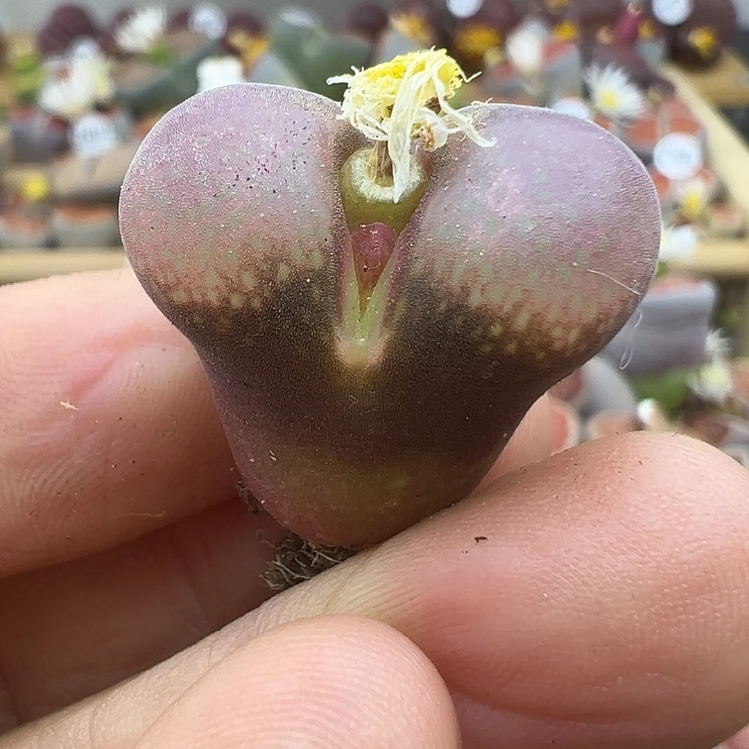 1726 生石花福利清货
