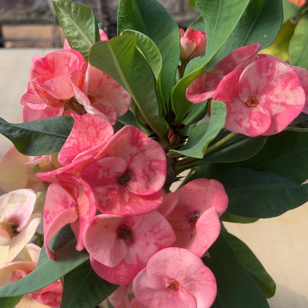 钻石达琳泰国大花虎刺梅