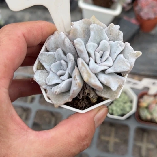 179芭蕾舞者多肉植物