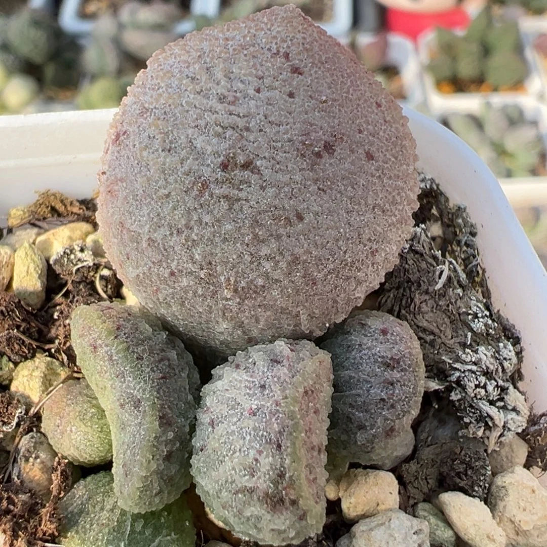 实生新品大苗多肉植物水泡