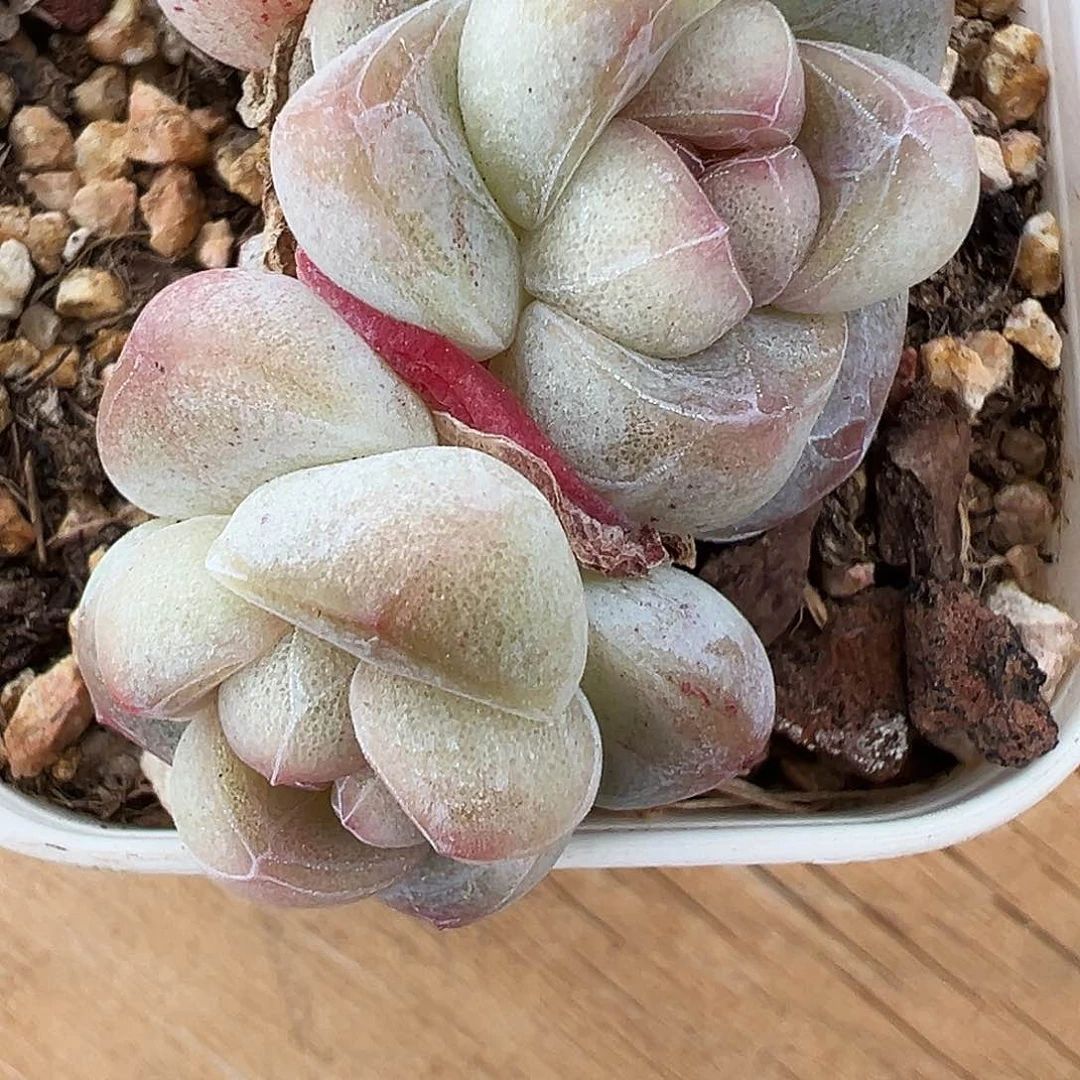 好****）珍妮心冰玉1371