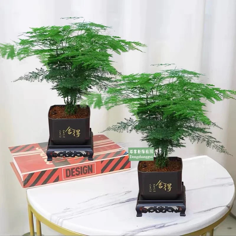 【买一送一】文竹盆栽盆景室内绿植盆栽云竹盆景带盆花艺客厅文竹