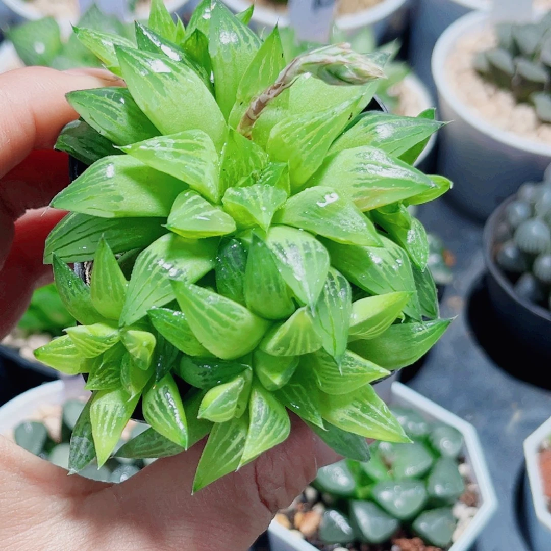 水晶寿多肉植物多肉植物666
