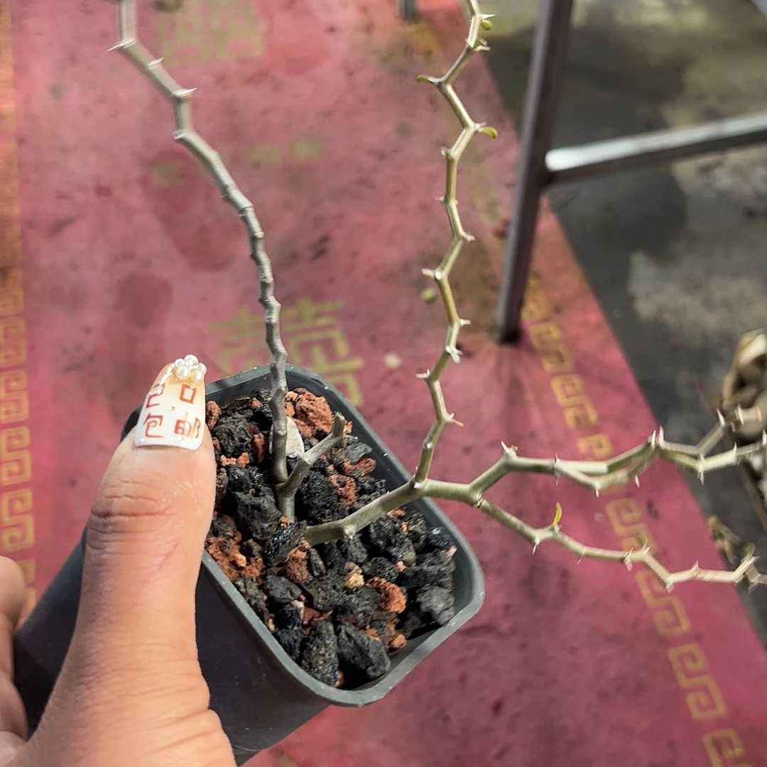 弯曲龙单头发货单头