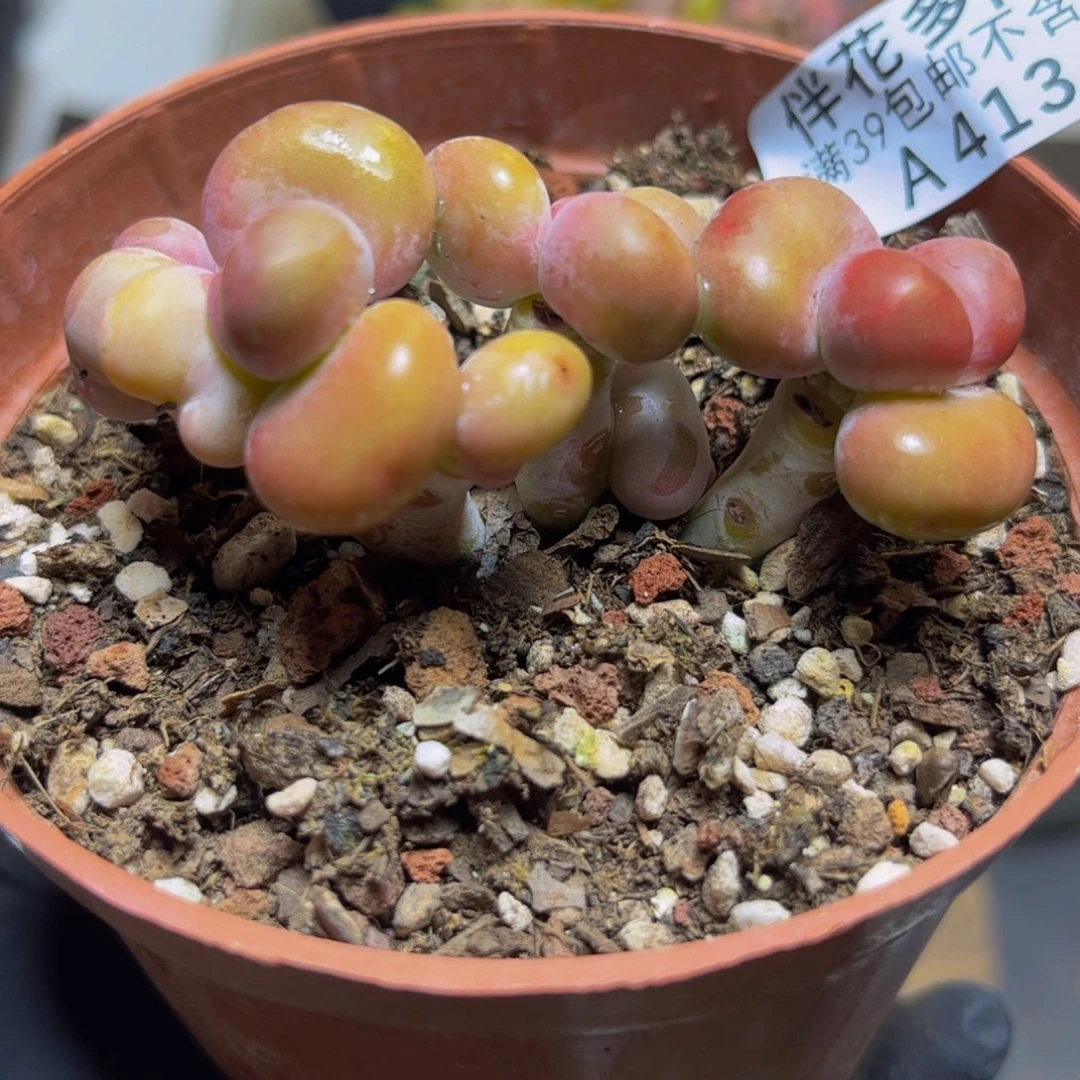 413KK奶酪7厘米多肉