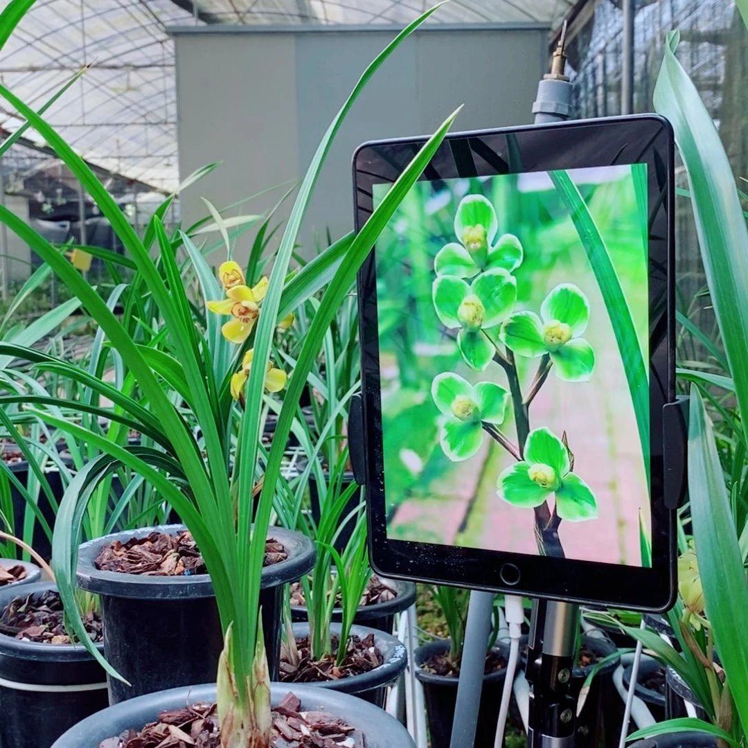 大部分花苞少量开放