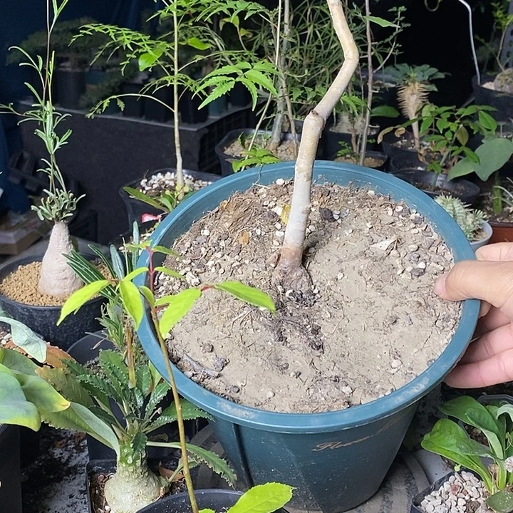 飞***心图砍脱土发货多肉