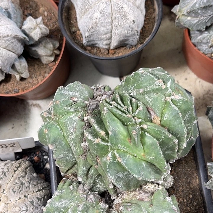 仙人球开花仙人球上