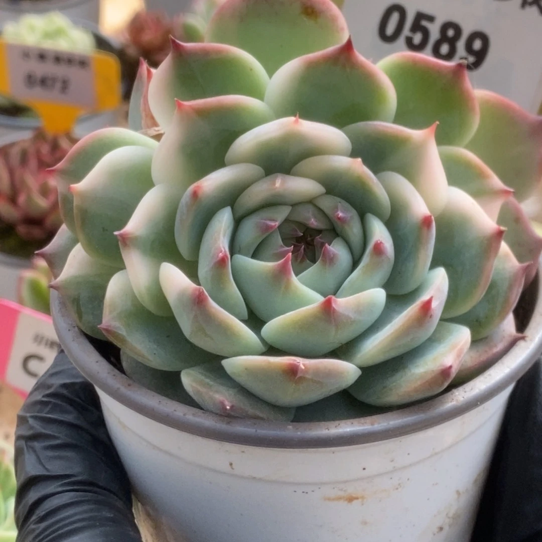 589吉娃娃锦锦锦锦锦锦