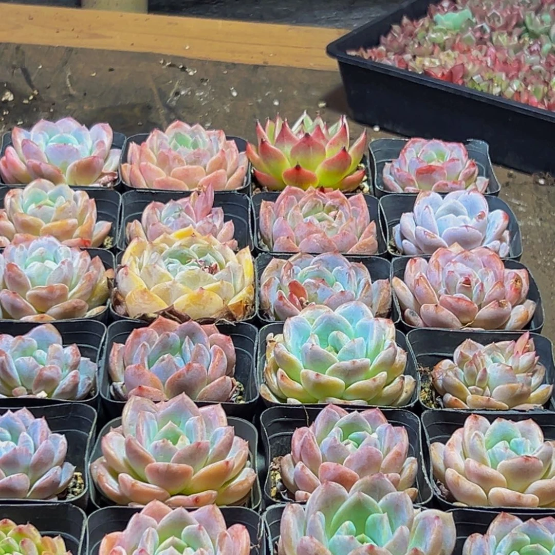 484的人了吧哈哈哈哈哈哈哈哈哈哈哈