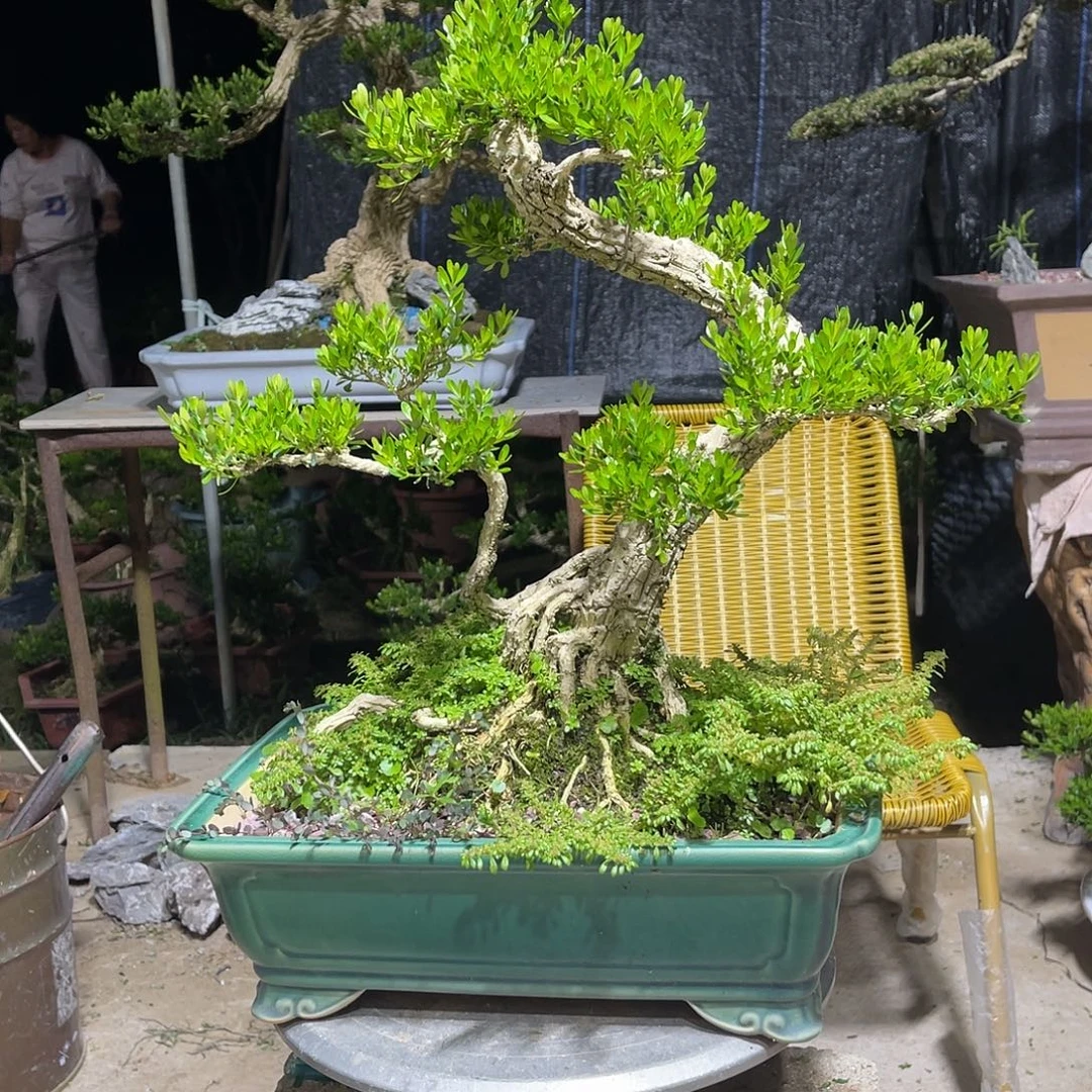 当前无花朵，栽培后可花朵