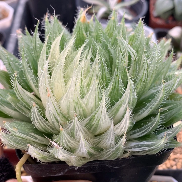 实生原始种玉露锦，脱土发货