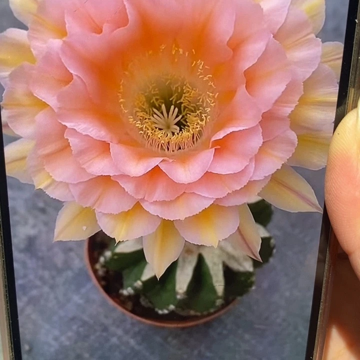 香香梦幻侧芽3.5公分左右
