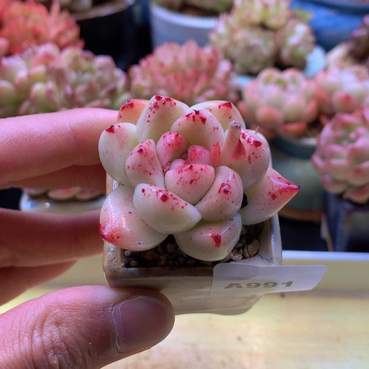 一物一拍满38包邮A991