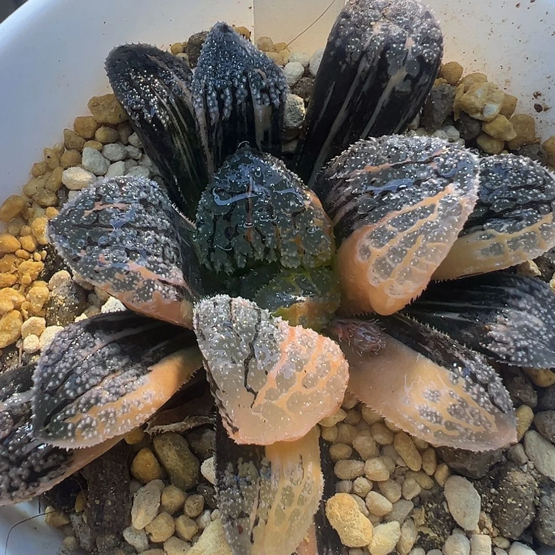 11号摩多寿锦特选福利