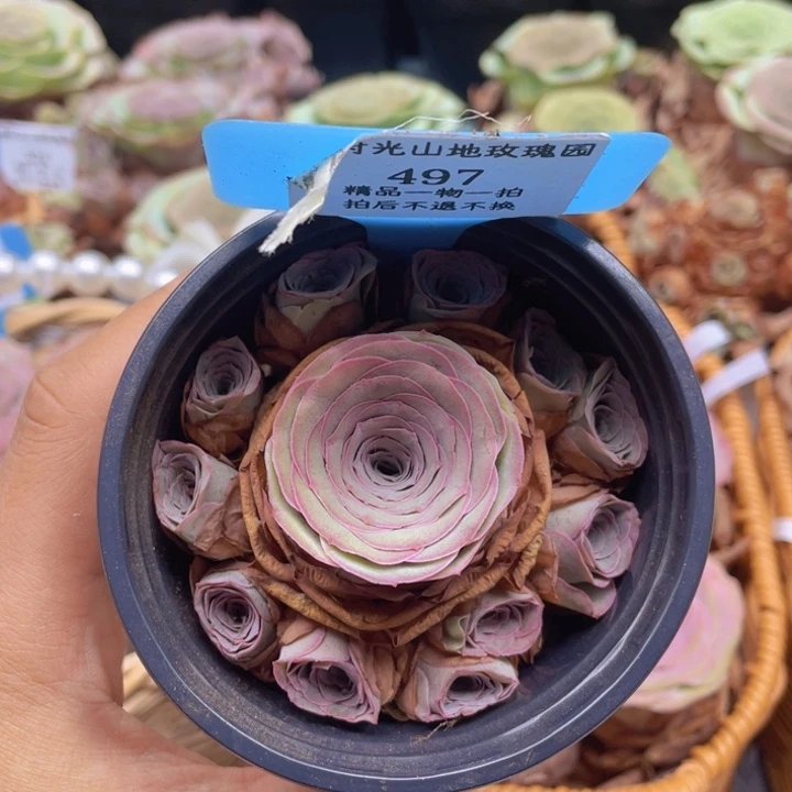 山地玫瑰497断枝不包损不售后