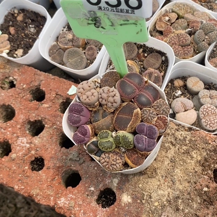 小*生石花等植物036