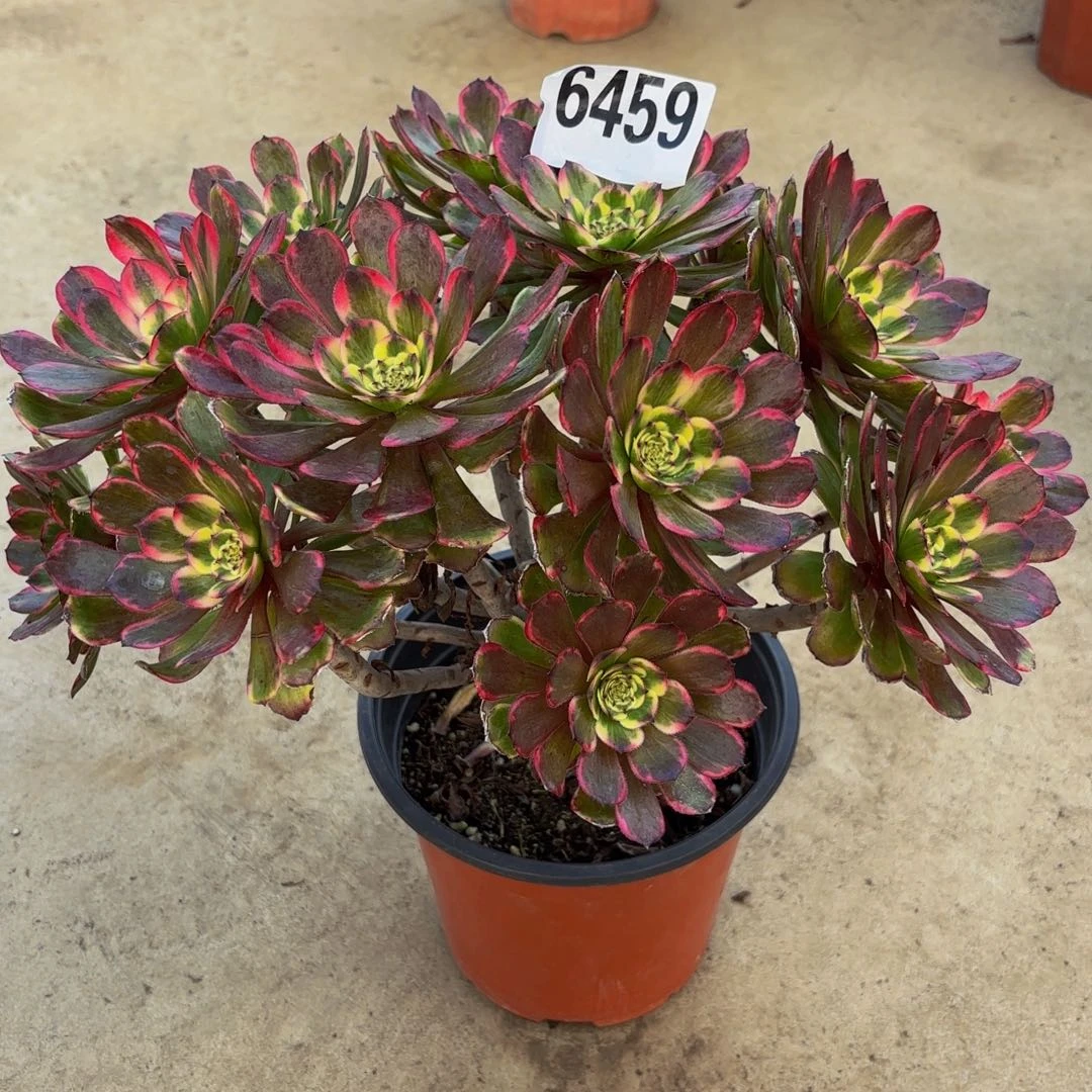 无花朵6459红锦刚1111111