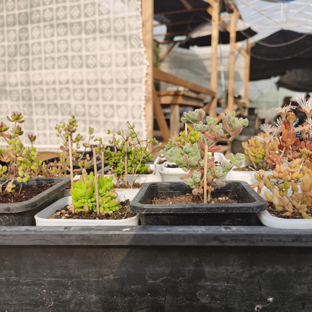 枝干番杏 直播间专用 各种枝干番杏食虫植物仙人球龙舌兰芦荟