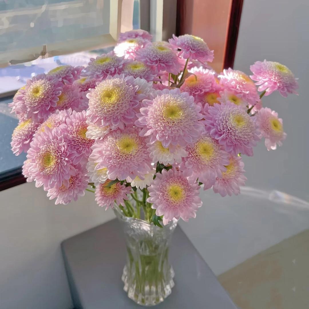 【杨鹏鲜花】烟霞 小菊 超长待机 云南鲜花包邮