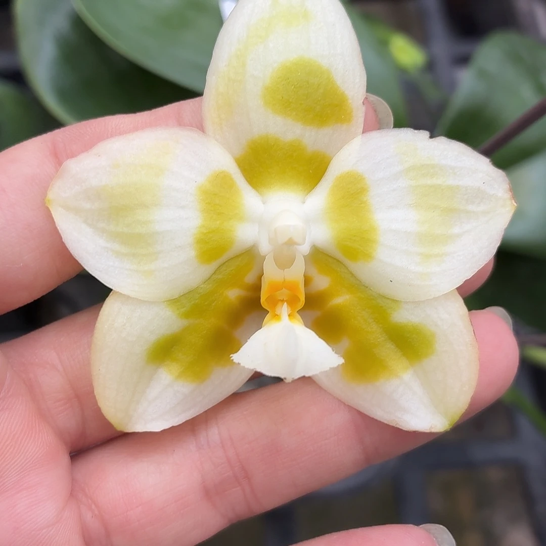 当前无花朵，栽培后可花朵A1867水仙六花剑