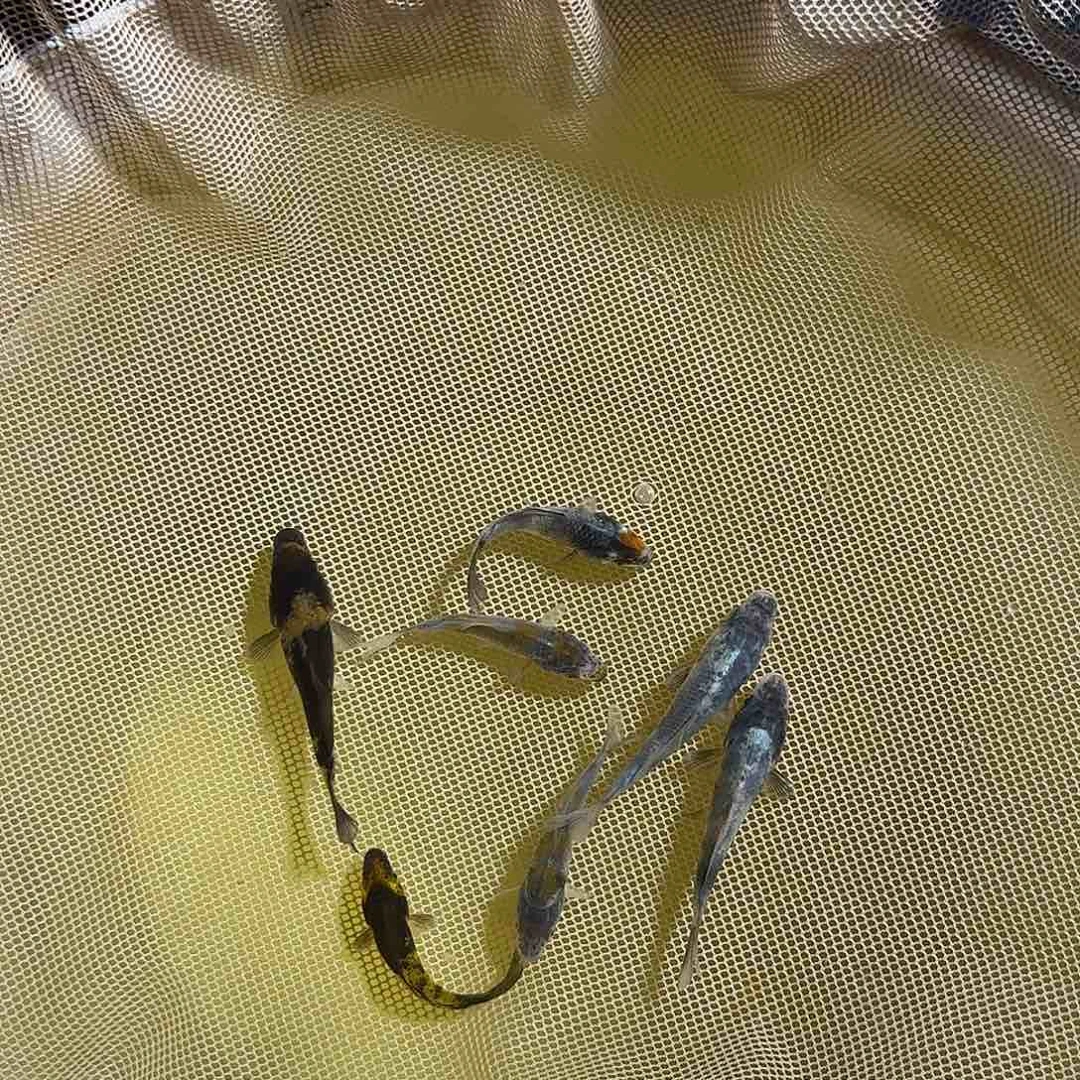 锦鲤陌**开锦鲤的故事是