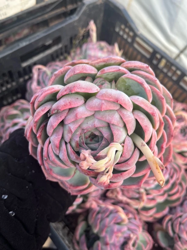 精品多肉侧影带崽一个基地直发