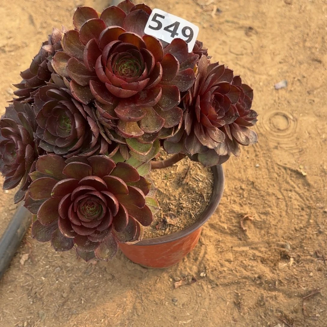 549黑魔多肉不包损