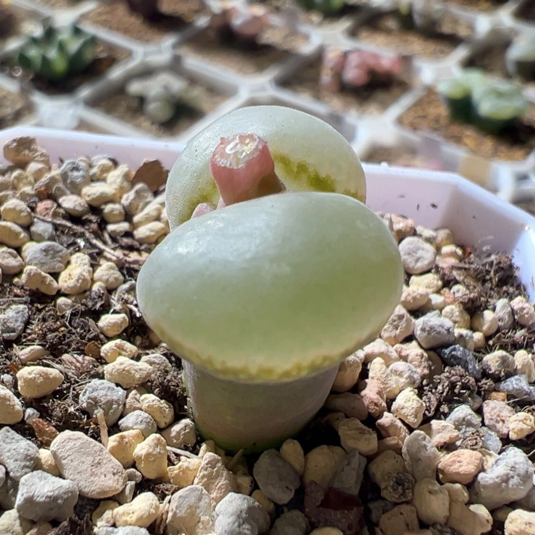 发***台定向 紫体白蘑菇头 好看。