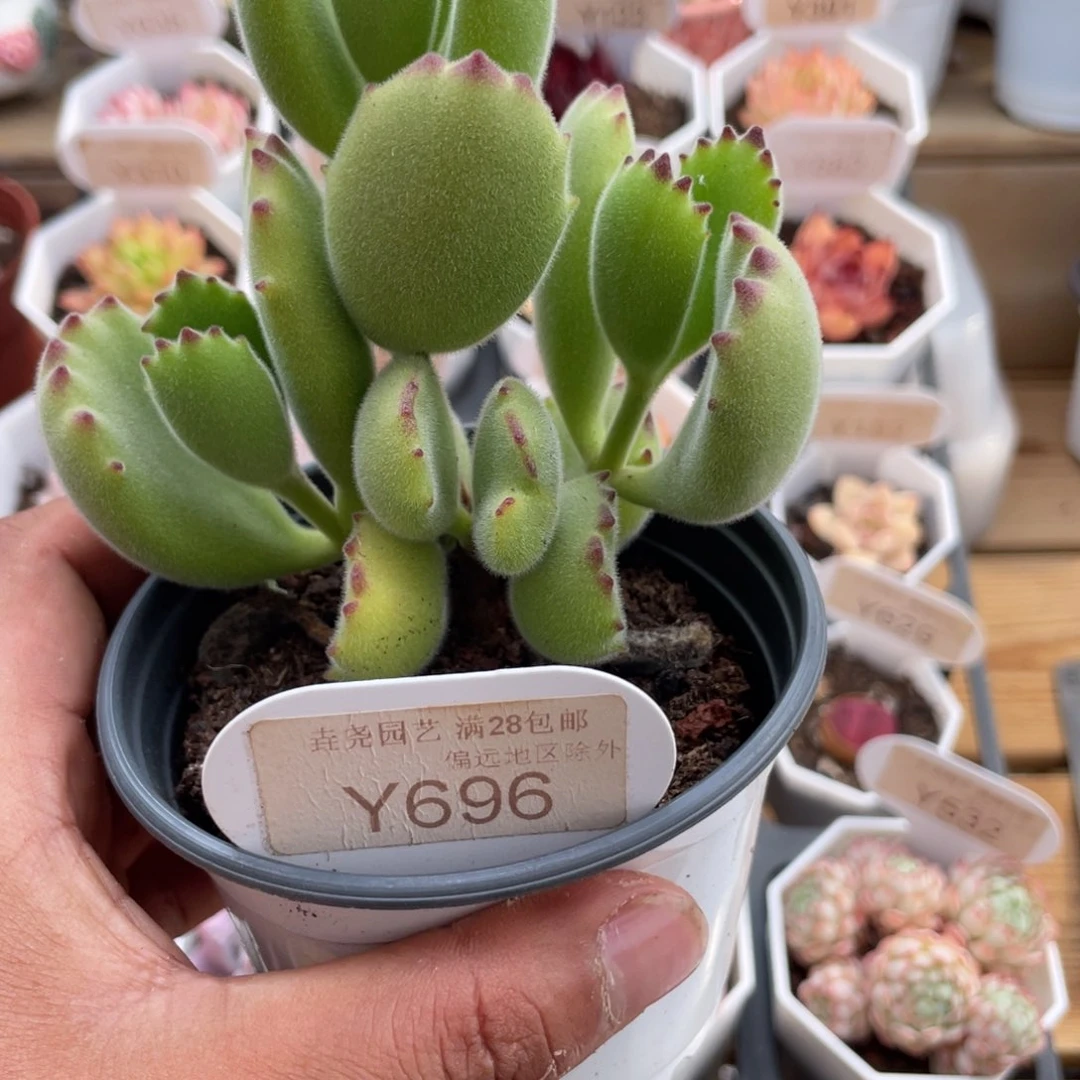 0696熊童子6.0厘米