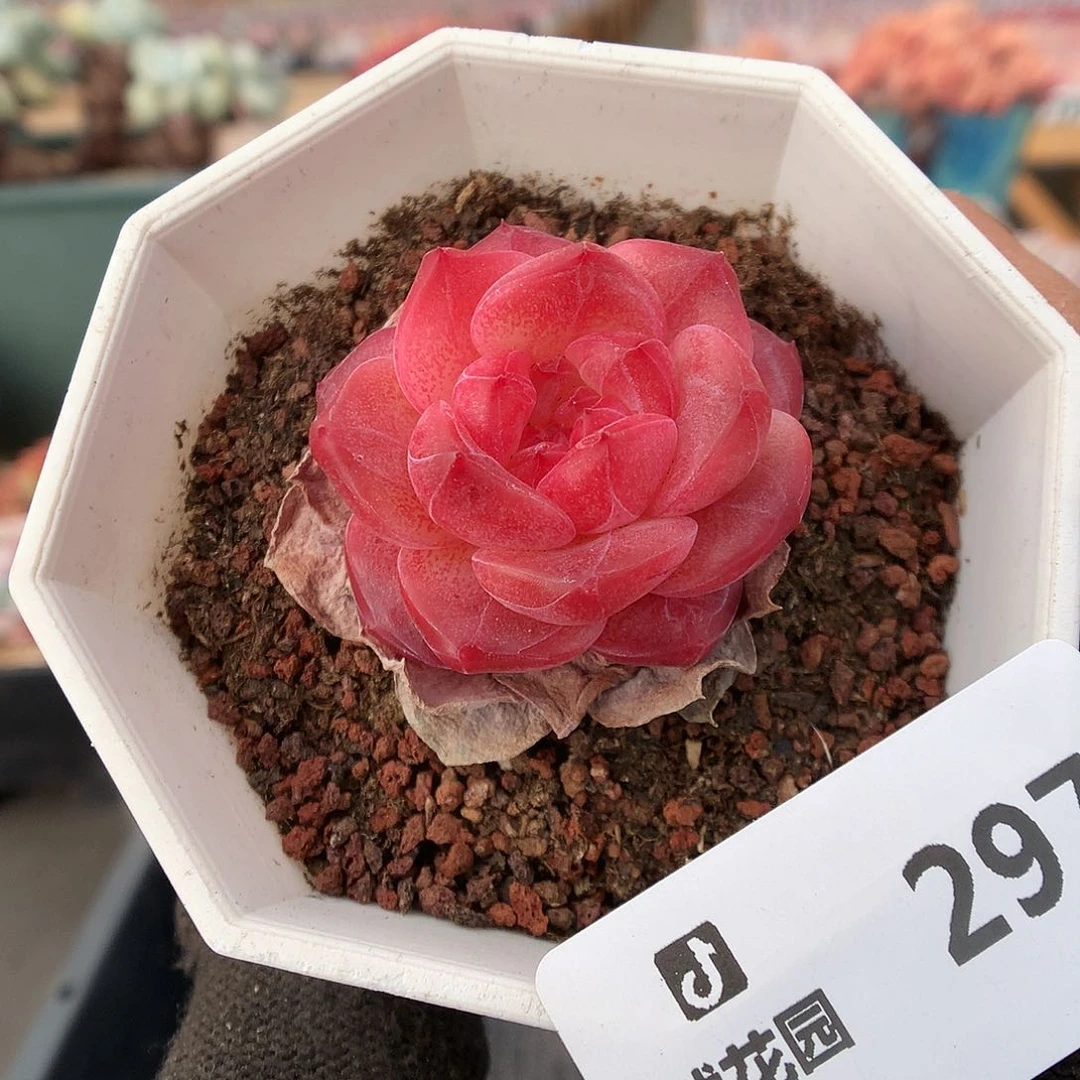 297琥魄多肉植物66666