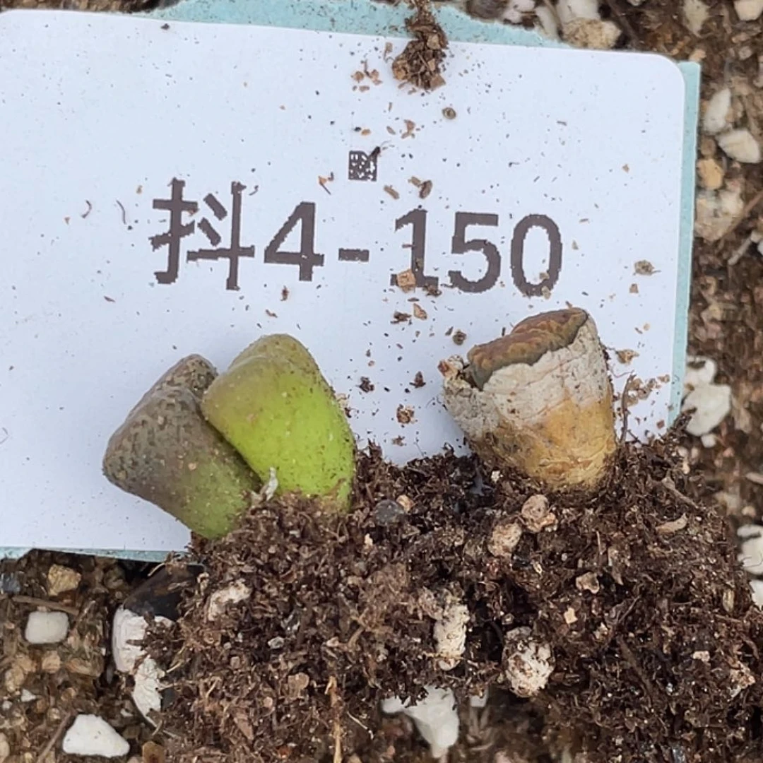 是***～4-150肉锥多肉植物