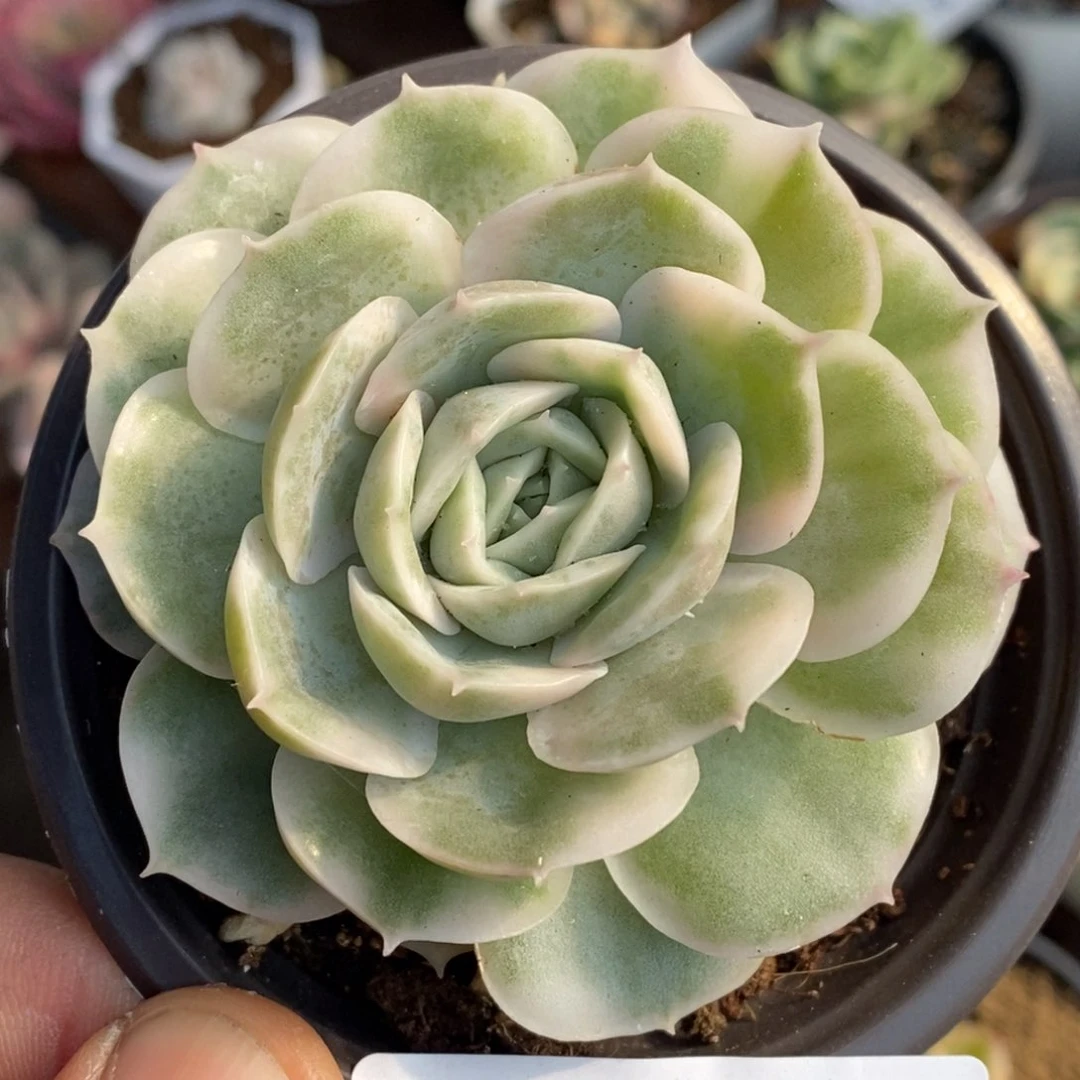 170昂斯诺锦 小方花圃一物一拍