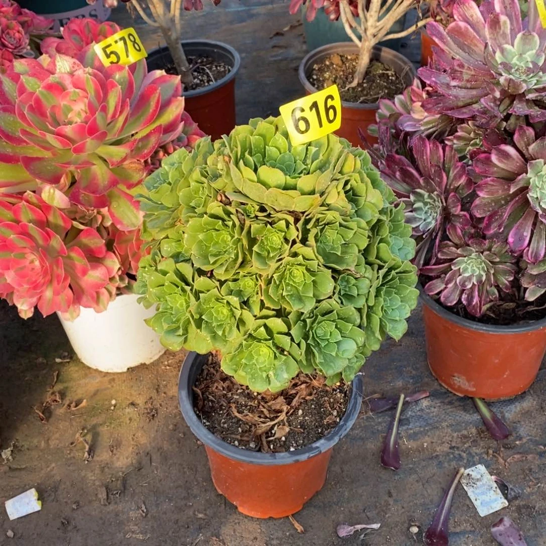 绿羊绒多肉法师616