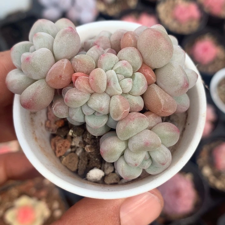 泡泡糖多肉一物一拍