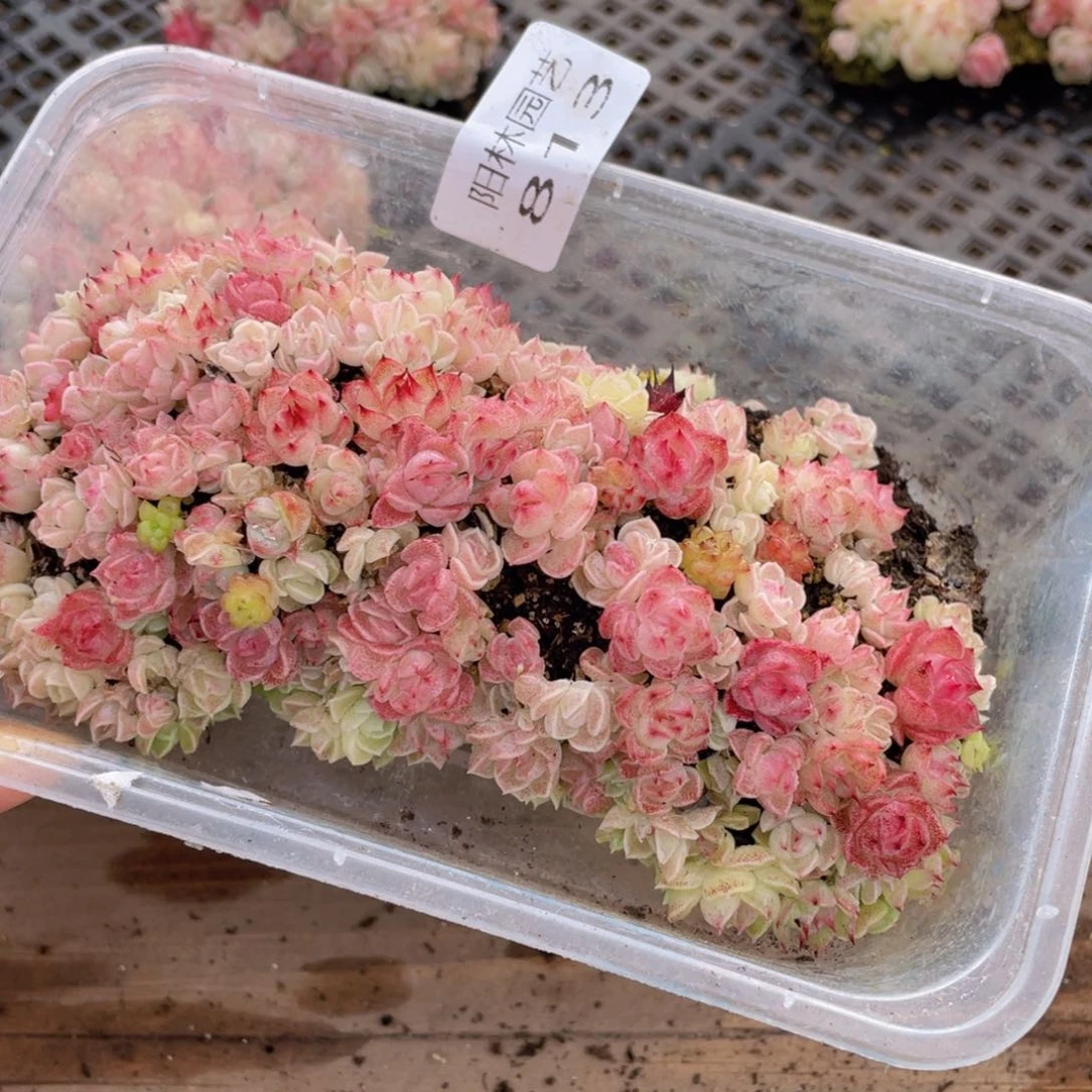 多肉植物多肉植物813