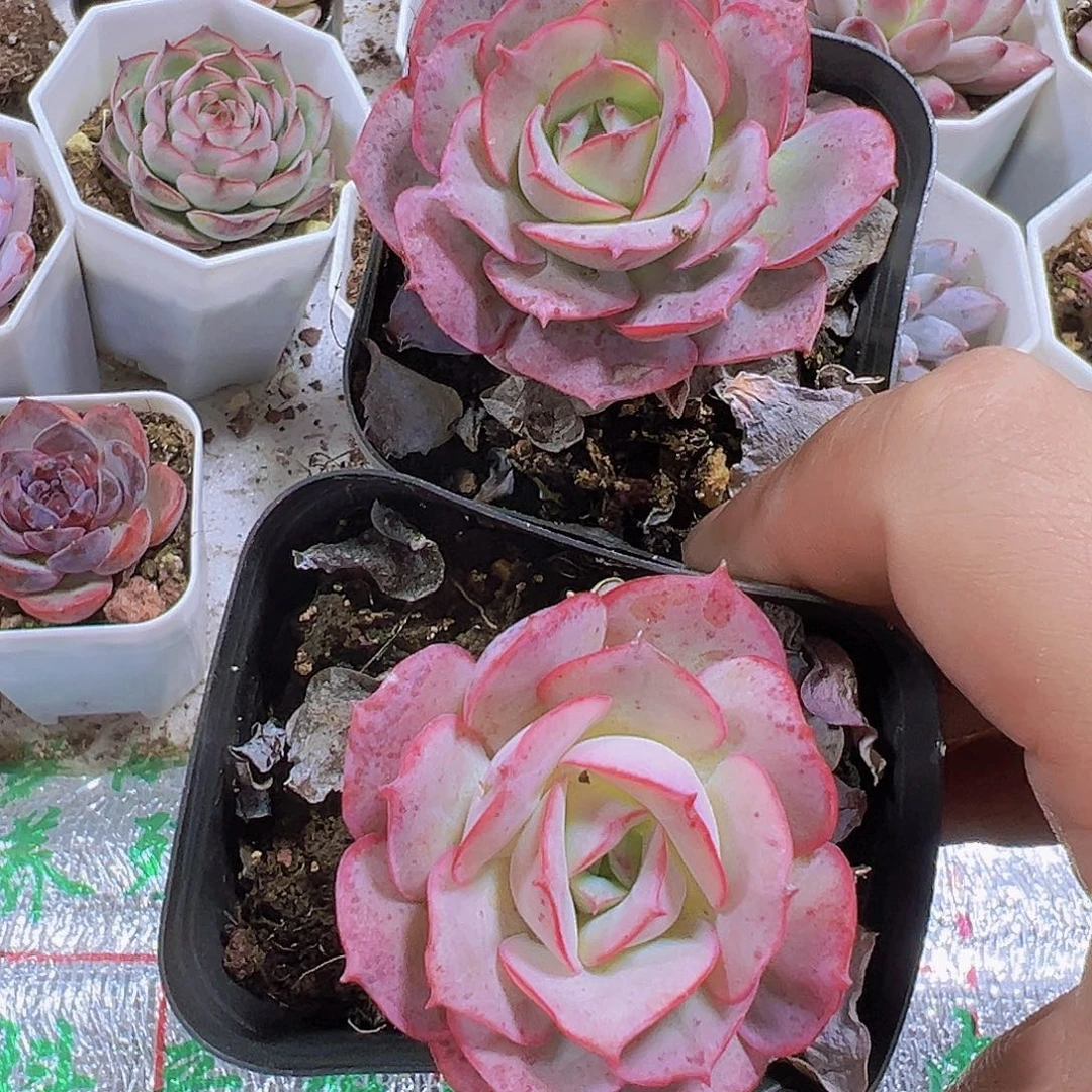 克罗地亚2盆19包邮多肉