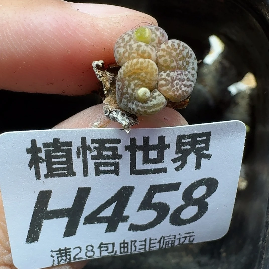 多肉植物的润泽rghh