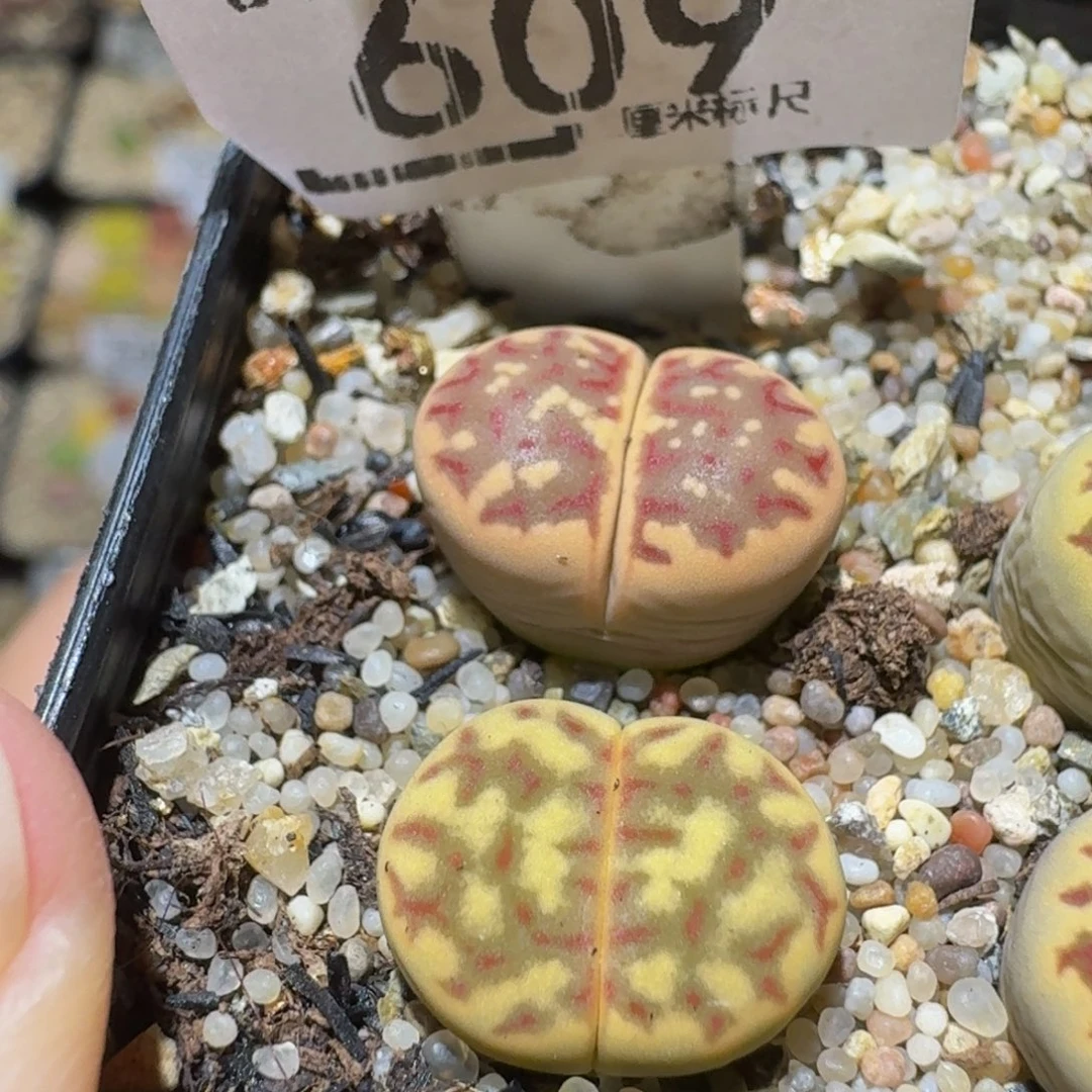 Ssss精品生石花609